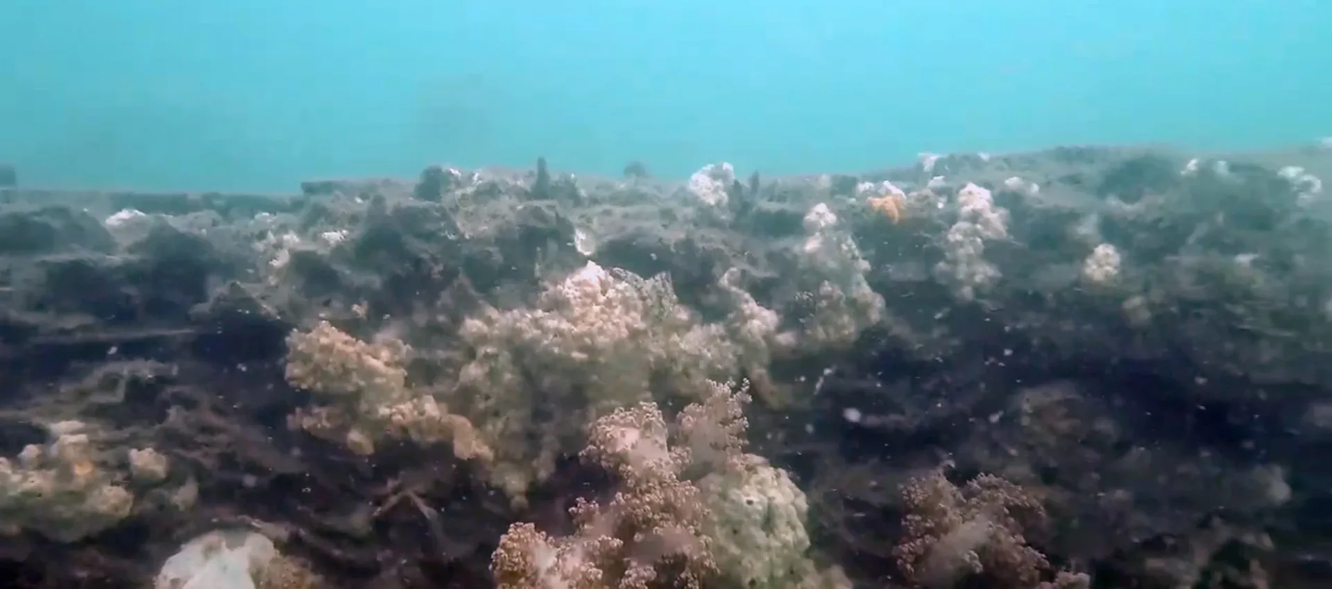 Increasing fish stocks with biodegradable artificial reefs in Australia